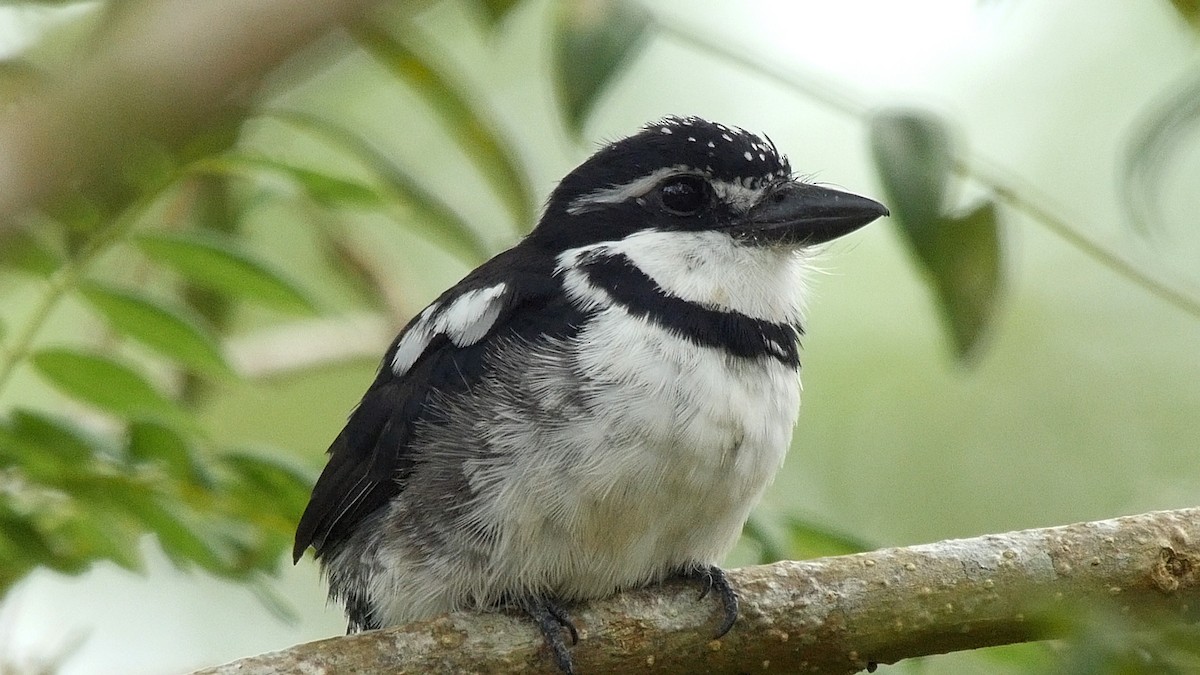 Pied Puffbird (Lesser) - ML205157761