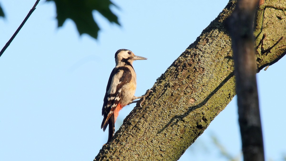 Syrian Woodpecker - ML205157851