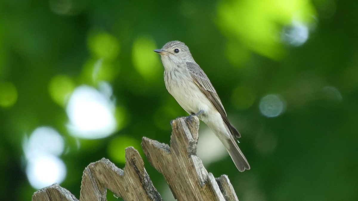 Spotted Flycatcher - ML205157881