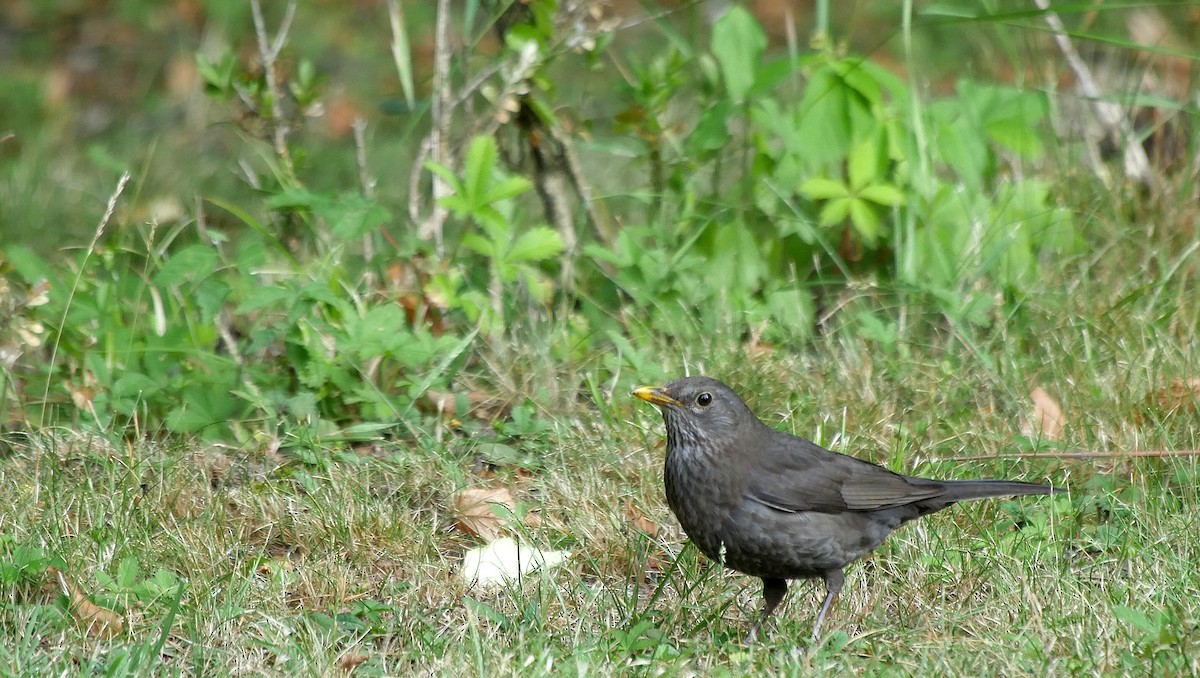 Amsel - ML205157931