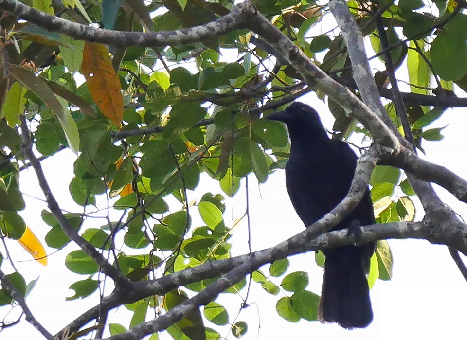 Obi Paradise-crow - Josep del Hoyo