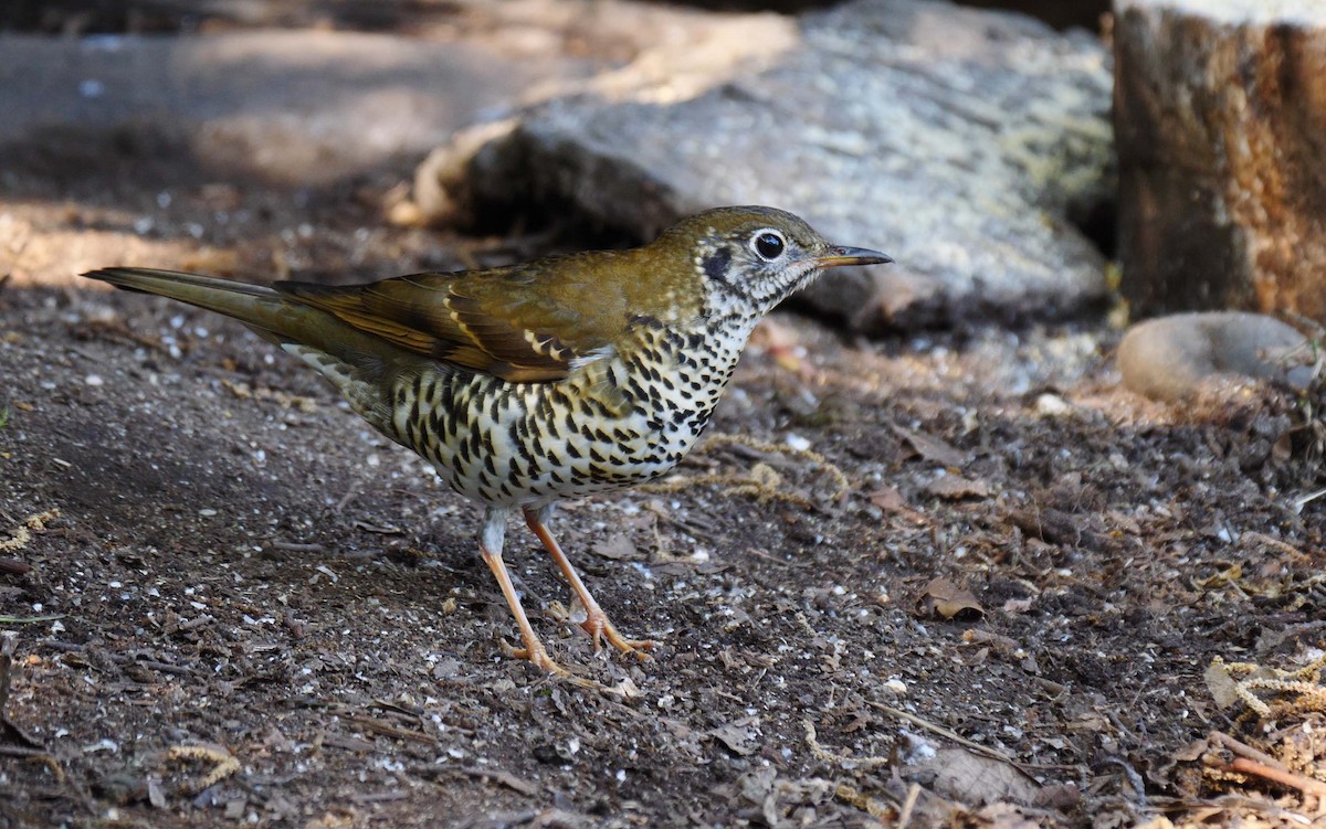 Long-tailed Thrush - Josep del Hoyo