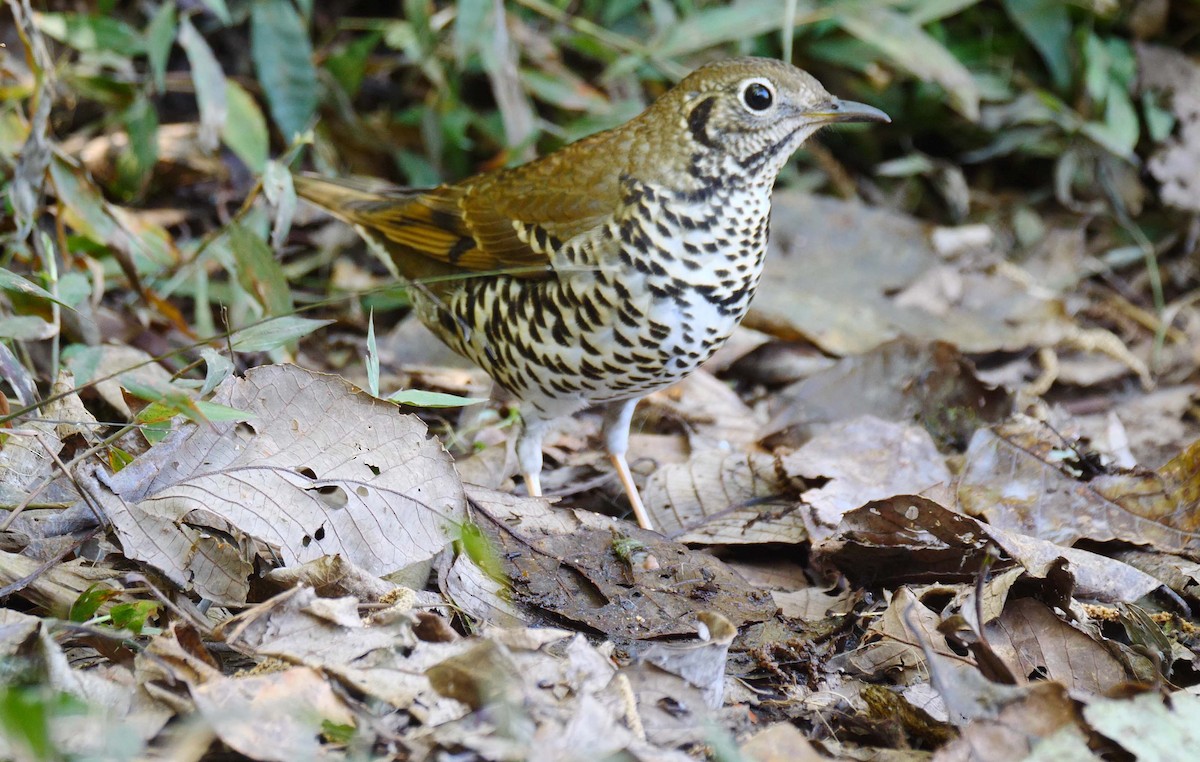 Long-tailed Thrush - ML205158101