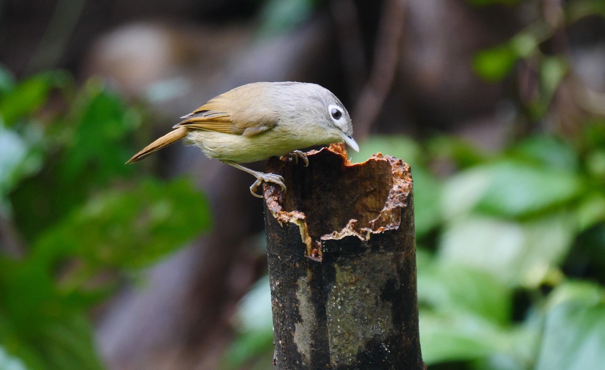 Nepal Fulvetta - Josep del Hoyo