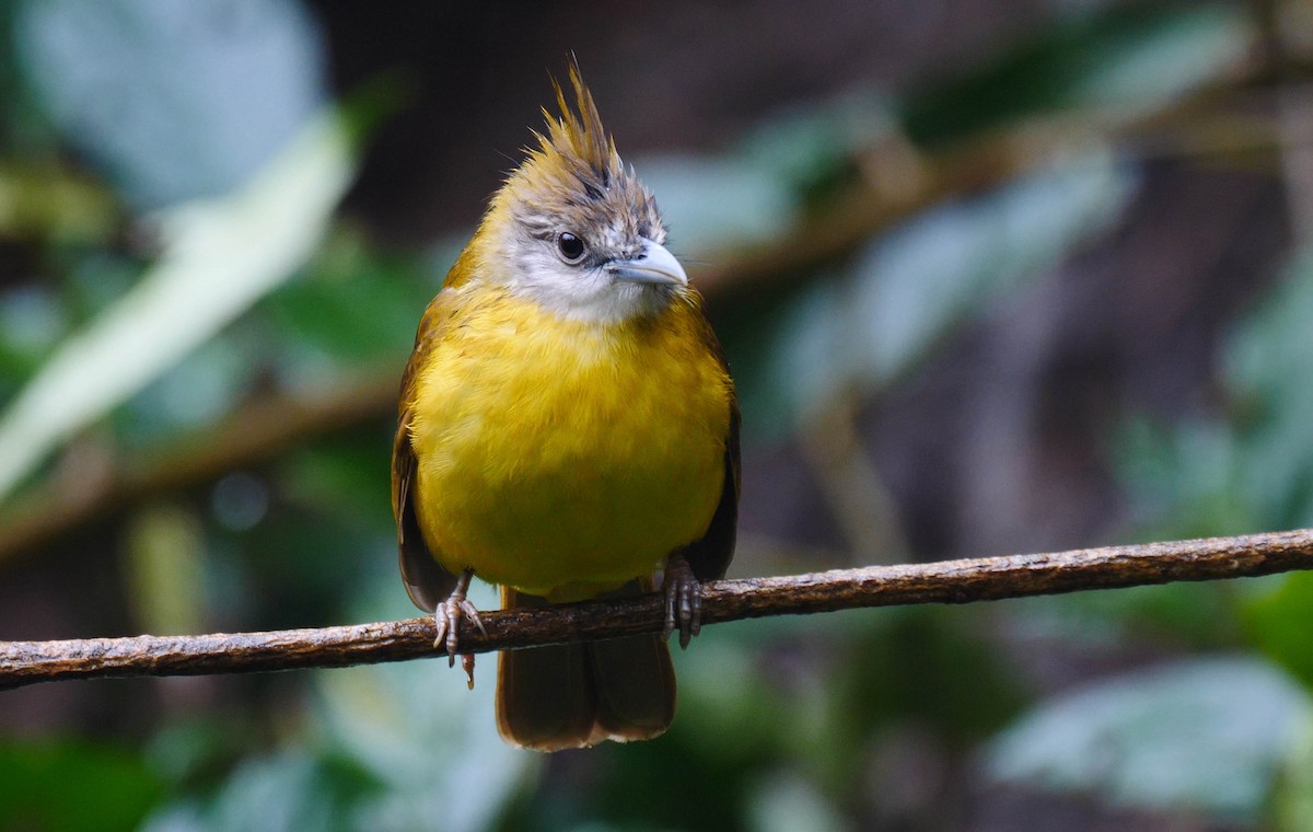 White-throated Bulbul - ML205158151