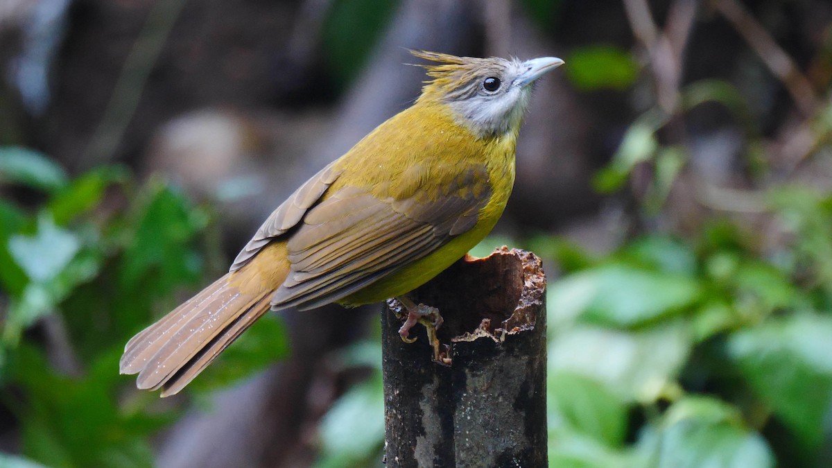 White-throated Bulbul - ML205158161