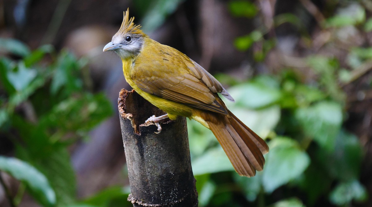 White-throated Bulbul - ML205158171