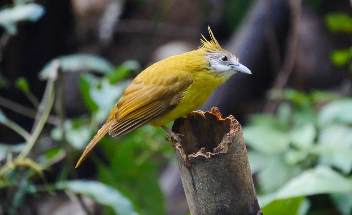 White-throated Bulbul - ML205158181