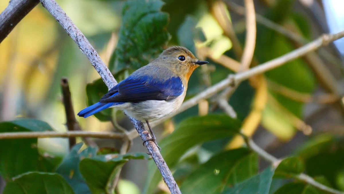 Sapphire Flycatcher - ML205158251