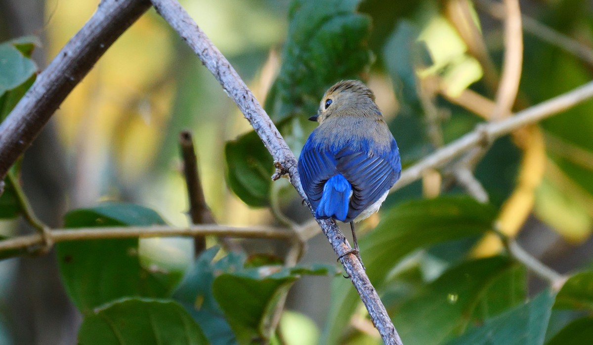 Sapphire Flycatcher - ML205158261