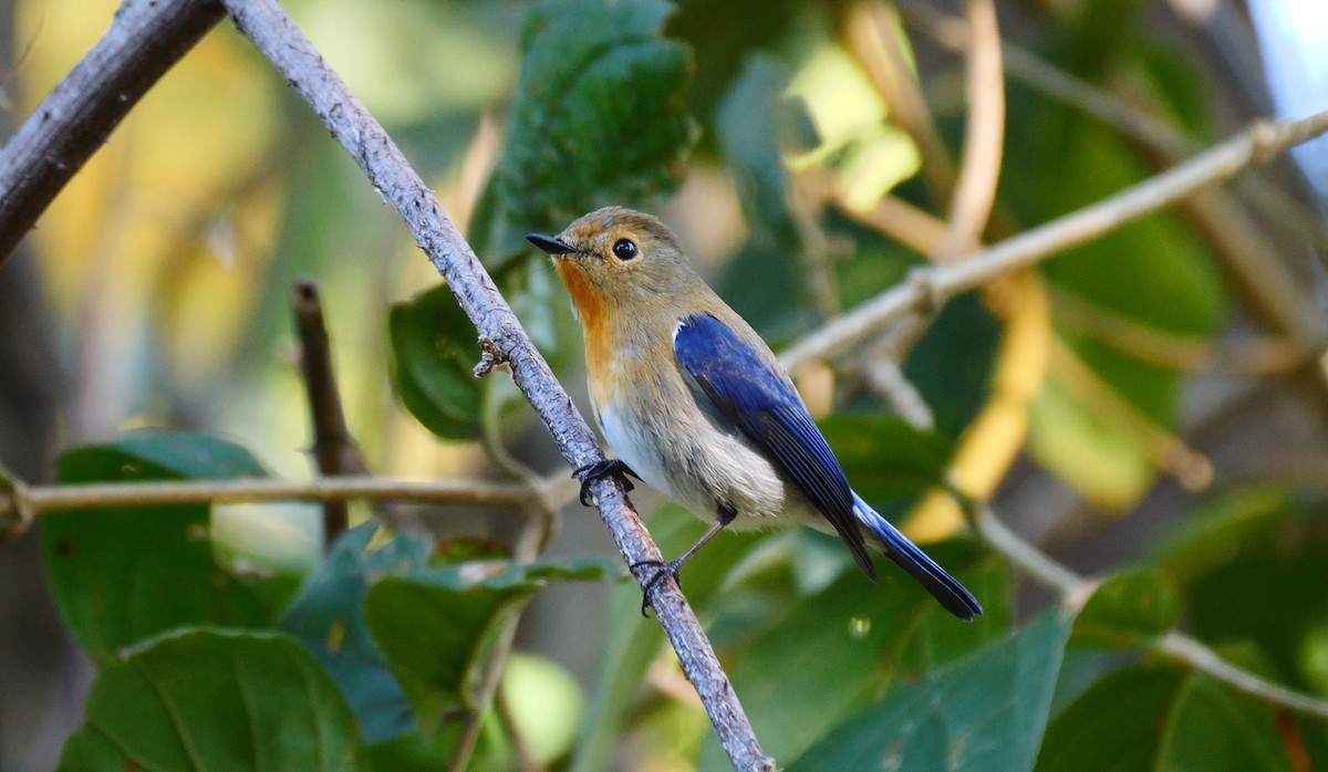 Sapphire Flycatcher - ML205158271