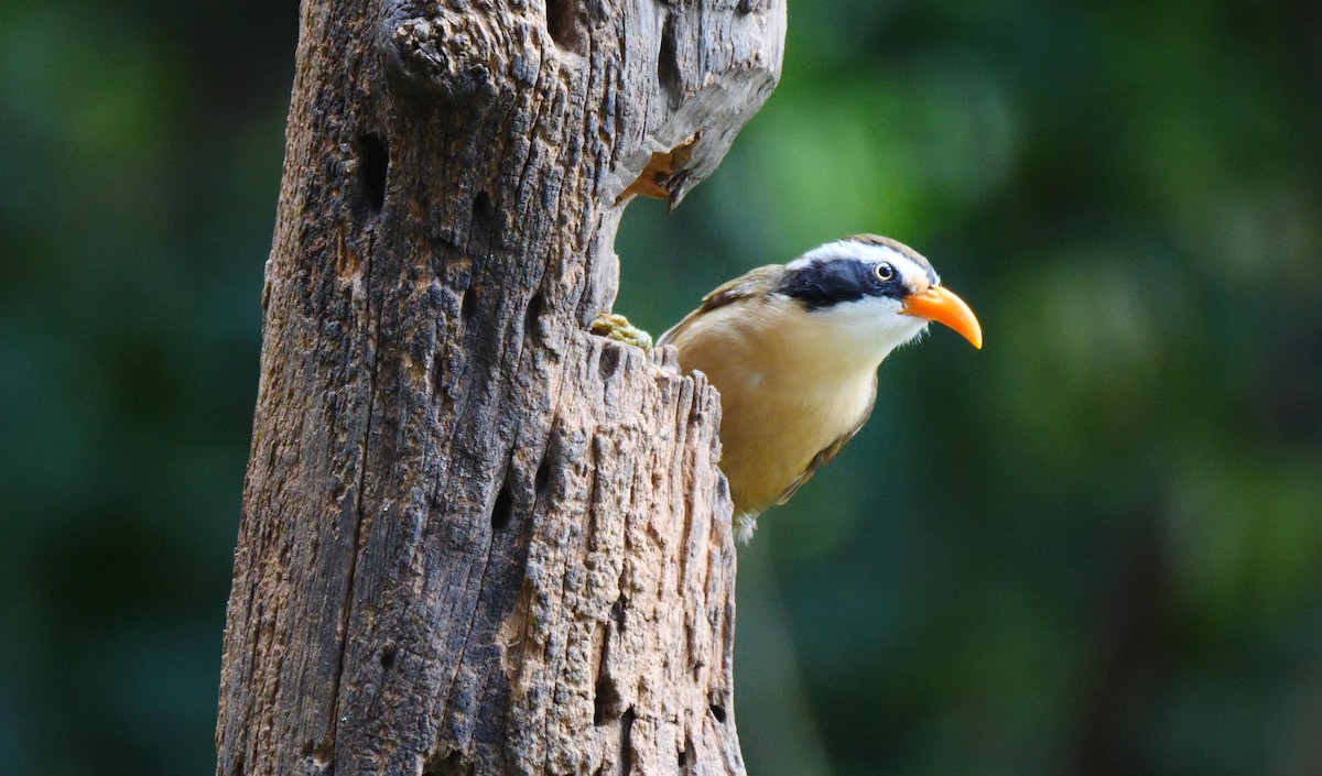 Brown-crowned Scimitar-Babbler (Phayre's) - ML205158411