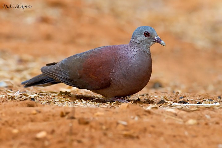 Malagasy Turtle-Dove - ML205158531