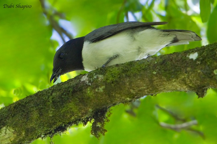 Comoro Cuckooshrike - ML205158611