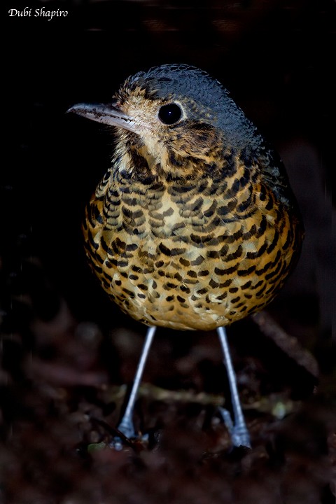 Undulated Antpitta - ML205158791