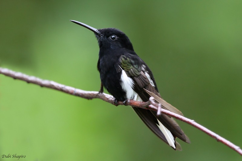 kolibřík černobílý - ML205158831