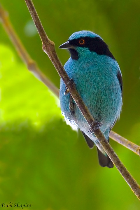 Turquoise Dacnis - ML205158891