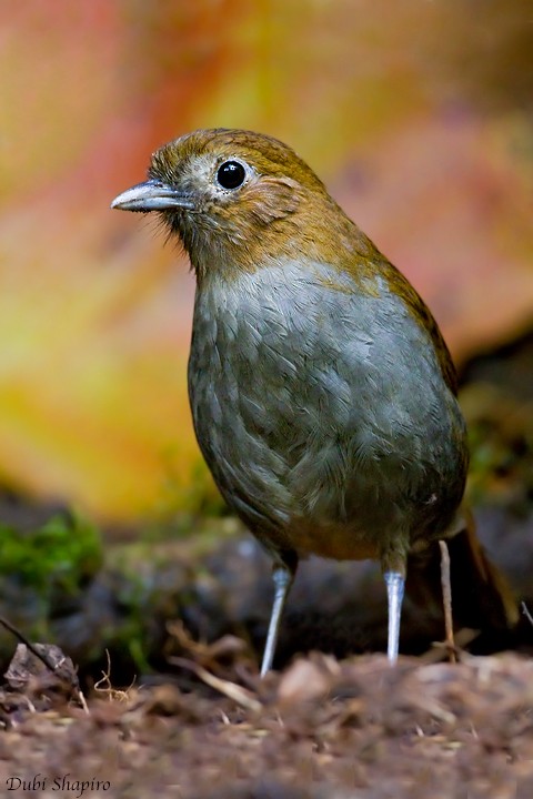 Urrao Antpitta - Dubi Shapiro