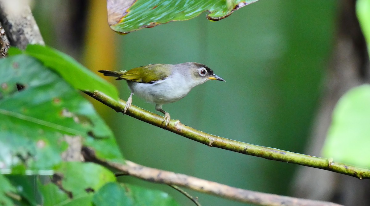 Anteojitos Moluqueño (atriceps) - ML205158981