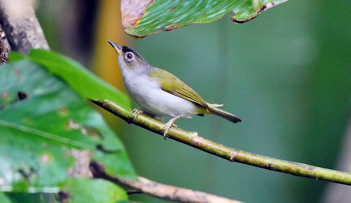 Cream-throated White-eye (Bacan) - Josep del Hoyo