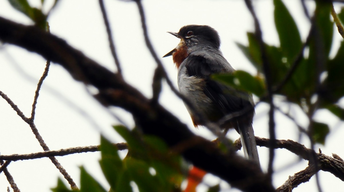 アカノドヒトリツグミ（genibarbis グループ） - ML205159061