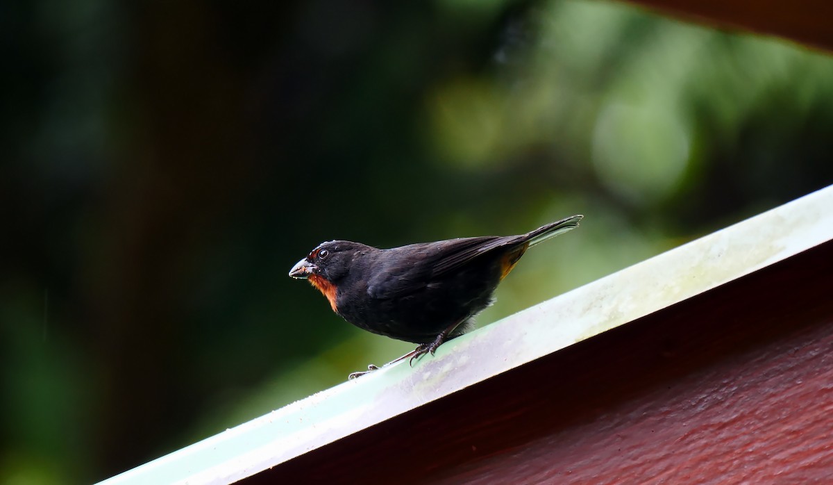 Lesser Antillean Bullfinch - Josep del Hoyo