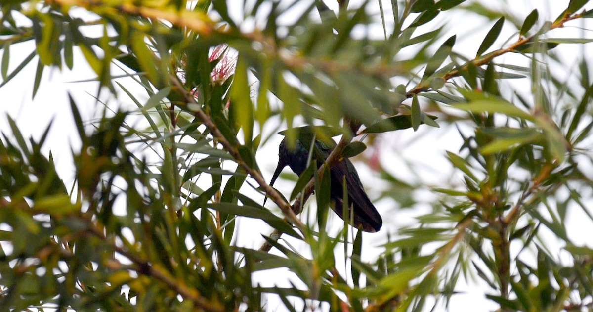 Green-throated Carib - ML205159101