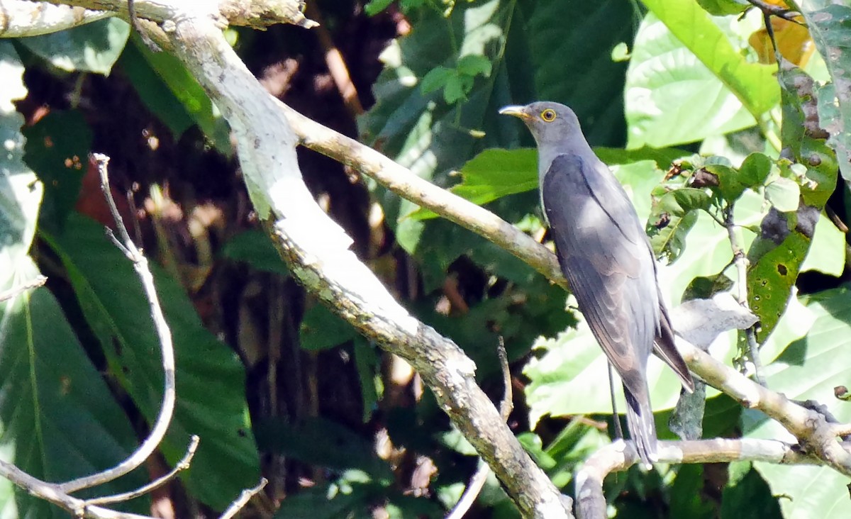 Himalayan/Oriental Cuckoo - ML205159141