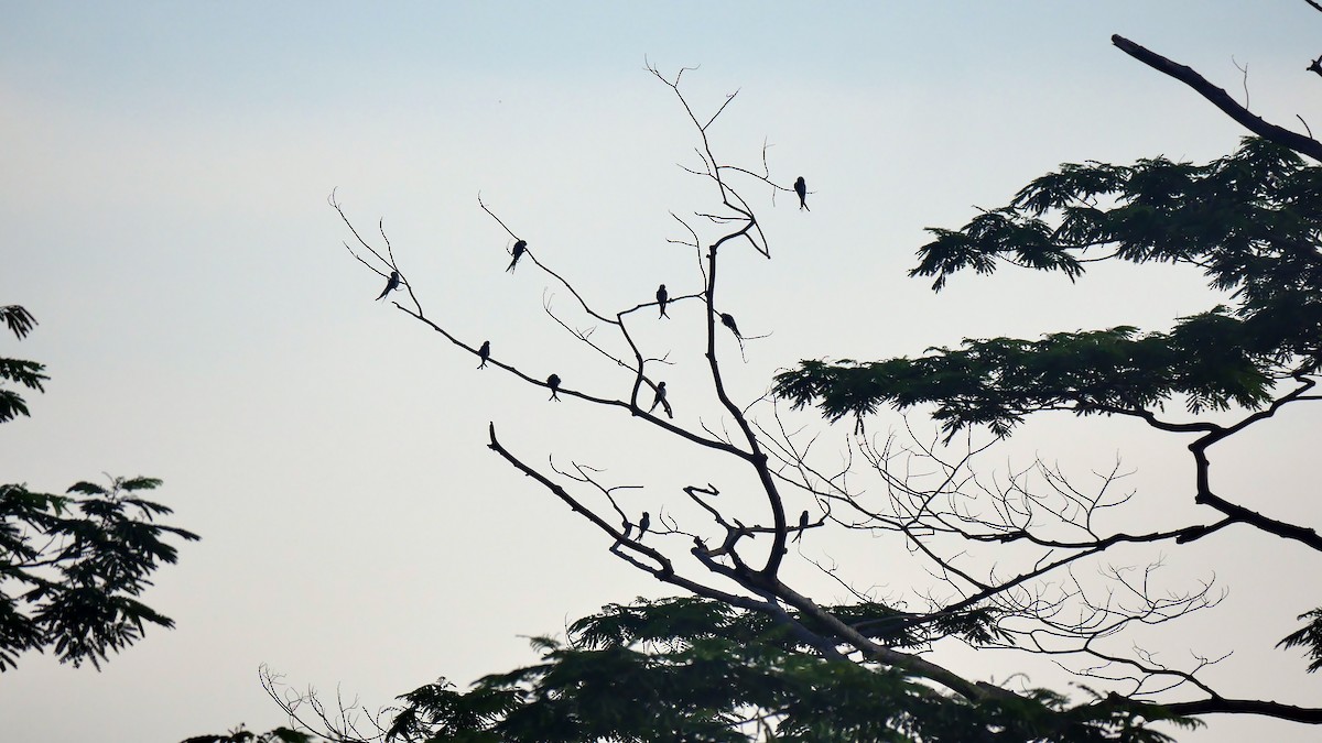 Gray-rumped Treeswift - ML205159151