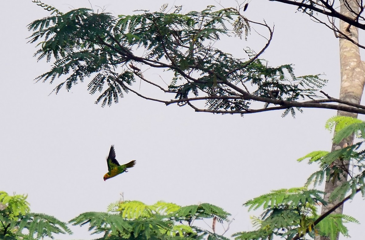 Sula Lorikeet - Josep del Hoyo