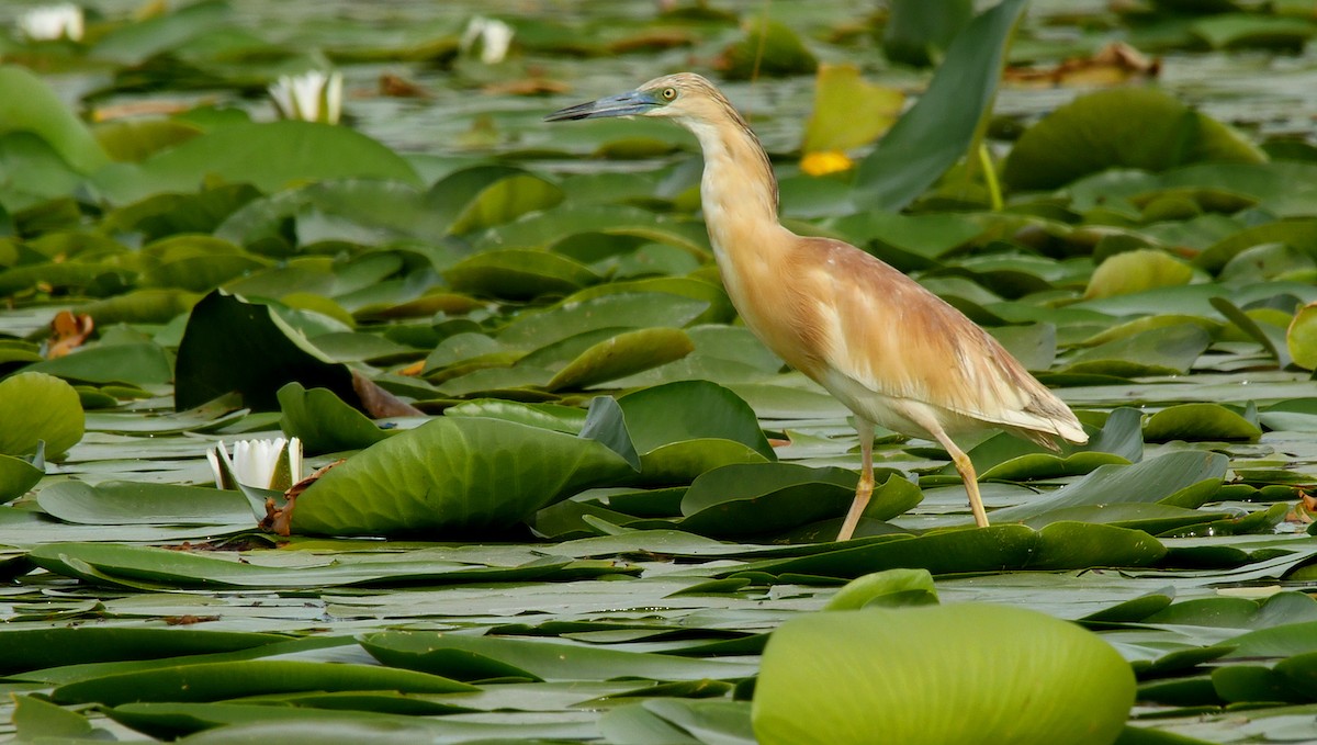 Squacco Heron - ML205159251