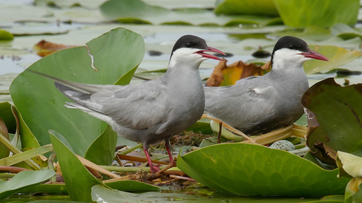 Whiskered Tern - ML205159261