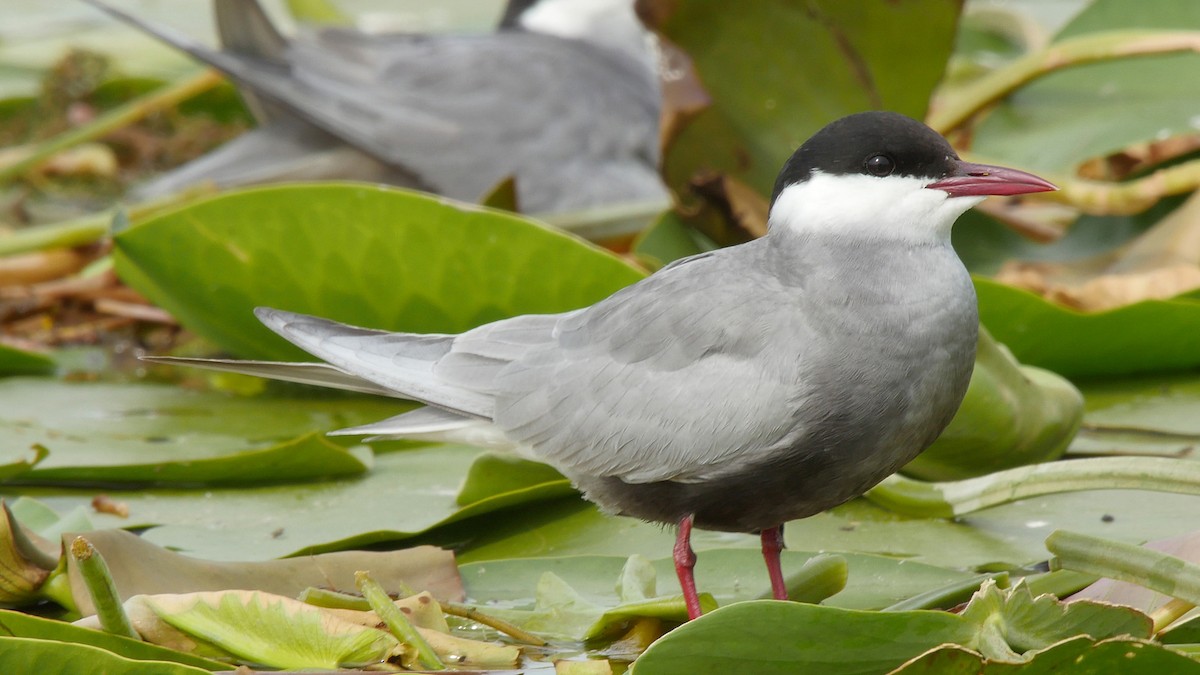 Whiskered Tern - Josep del Hoyo