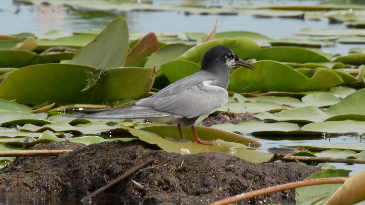 Black Tern (Eurasian) - ML205159281