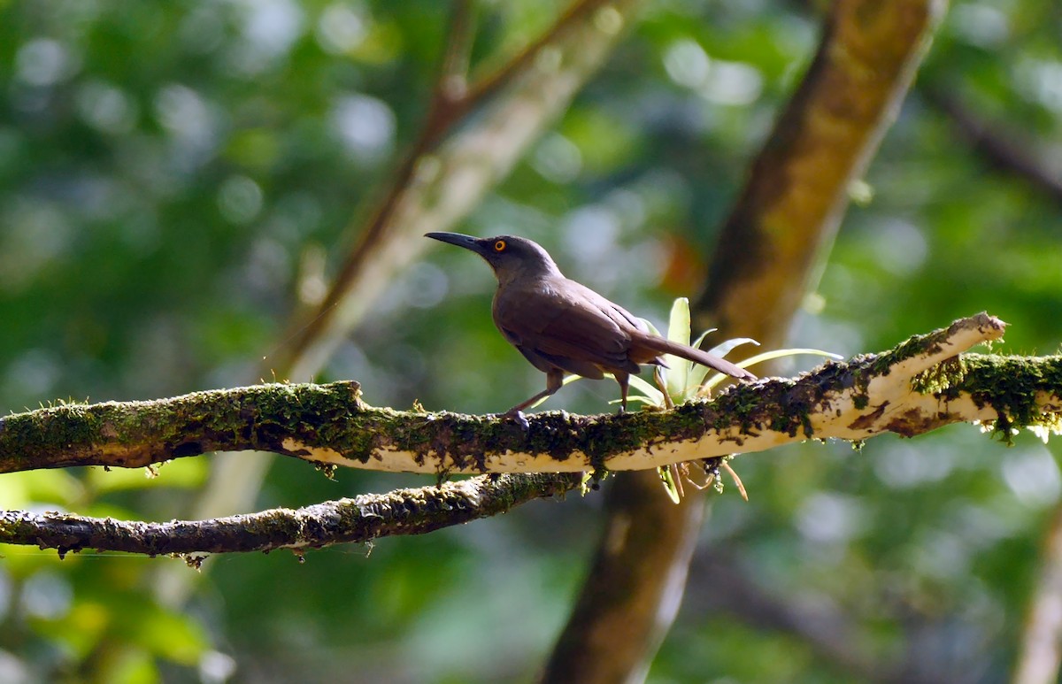 Brown Trembler - ML205159291