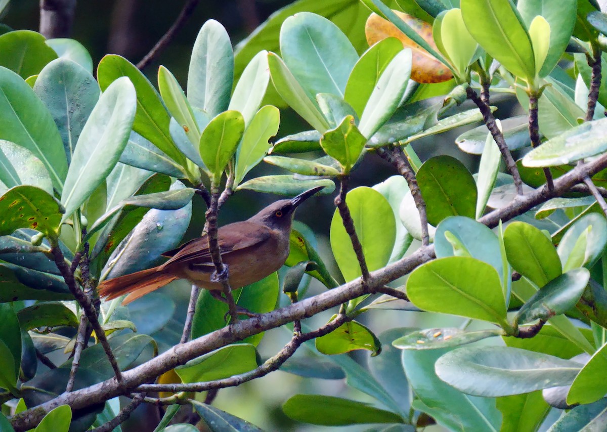 Brown Trembler - Josep del Hoyo