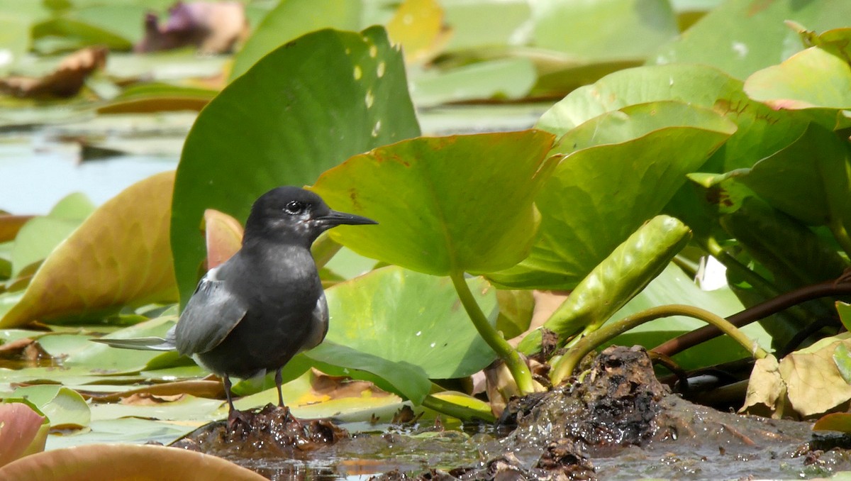 Black Tern (Eurasian) - ML205159311