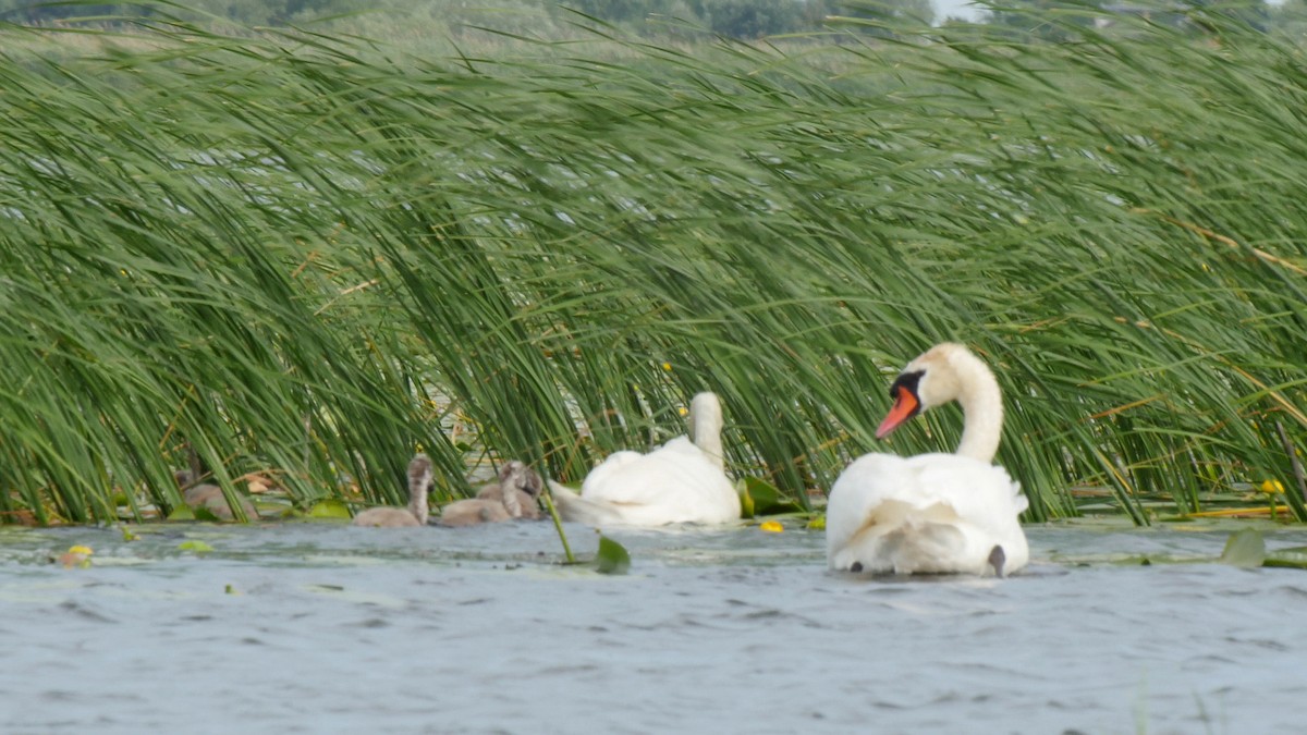 Mute Swan - ML205159321