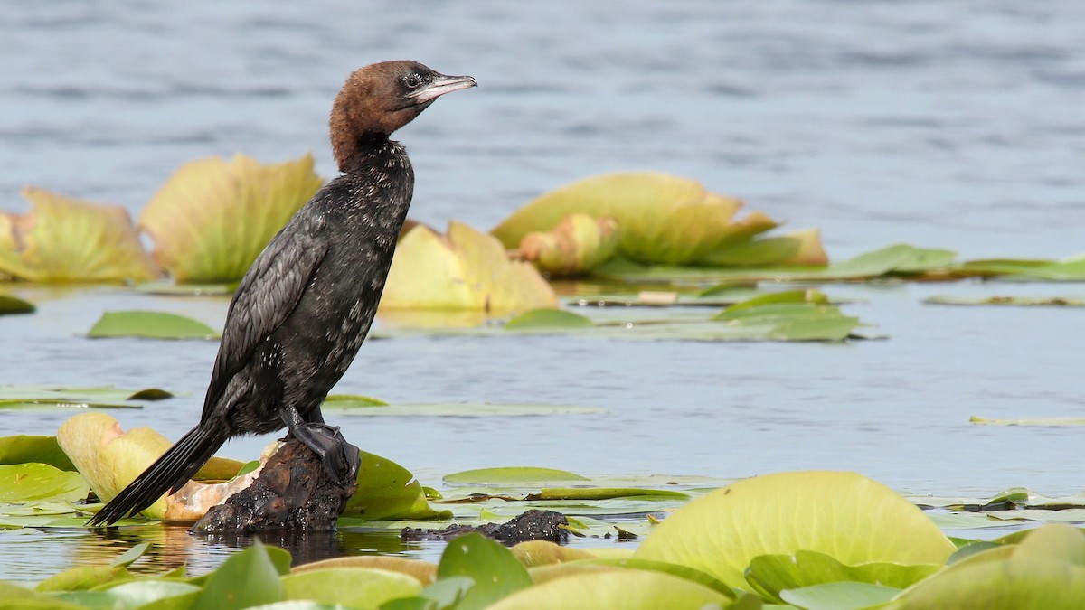 Pygmy Cormorant - ML205159341