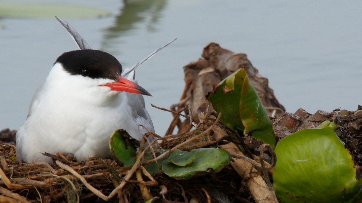 Крячок річковий (підвид hirundo/tibetana) - ML205159391