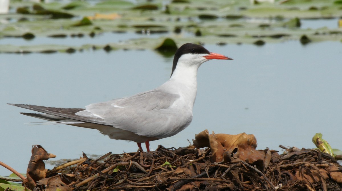 Речная крачка (hirundo/tibetana) - ML205159401