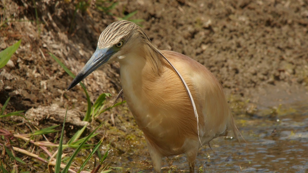 Squacco Heron - ML205159451