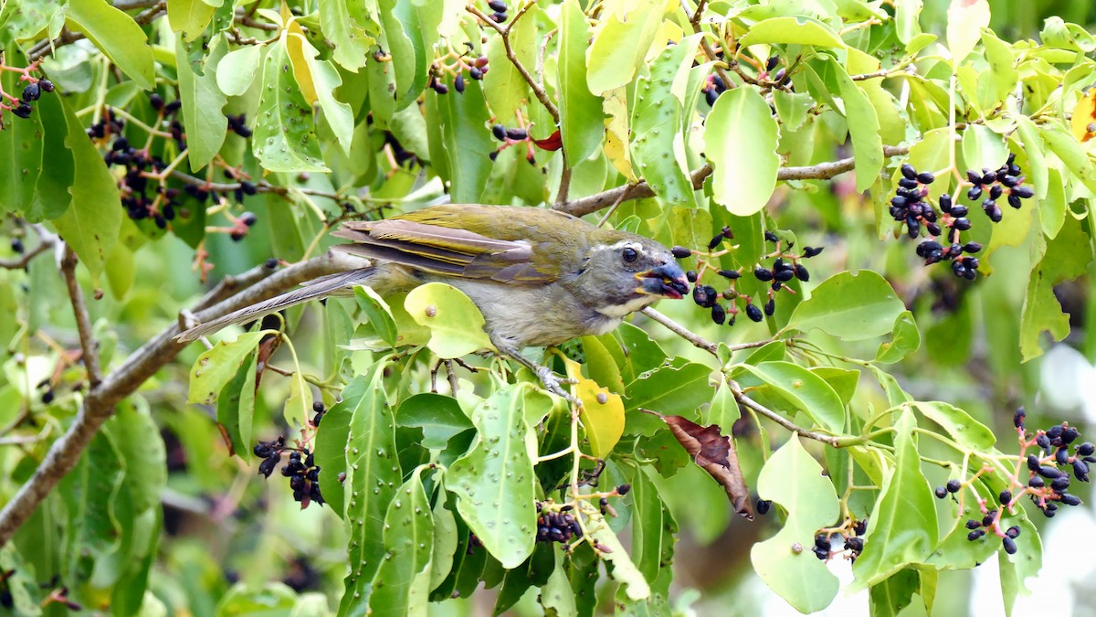 Lesser Antillean Saltator - Josep del Hoyo