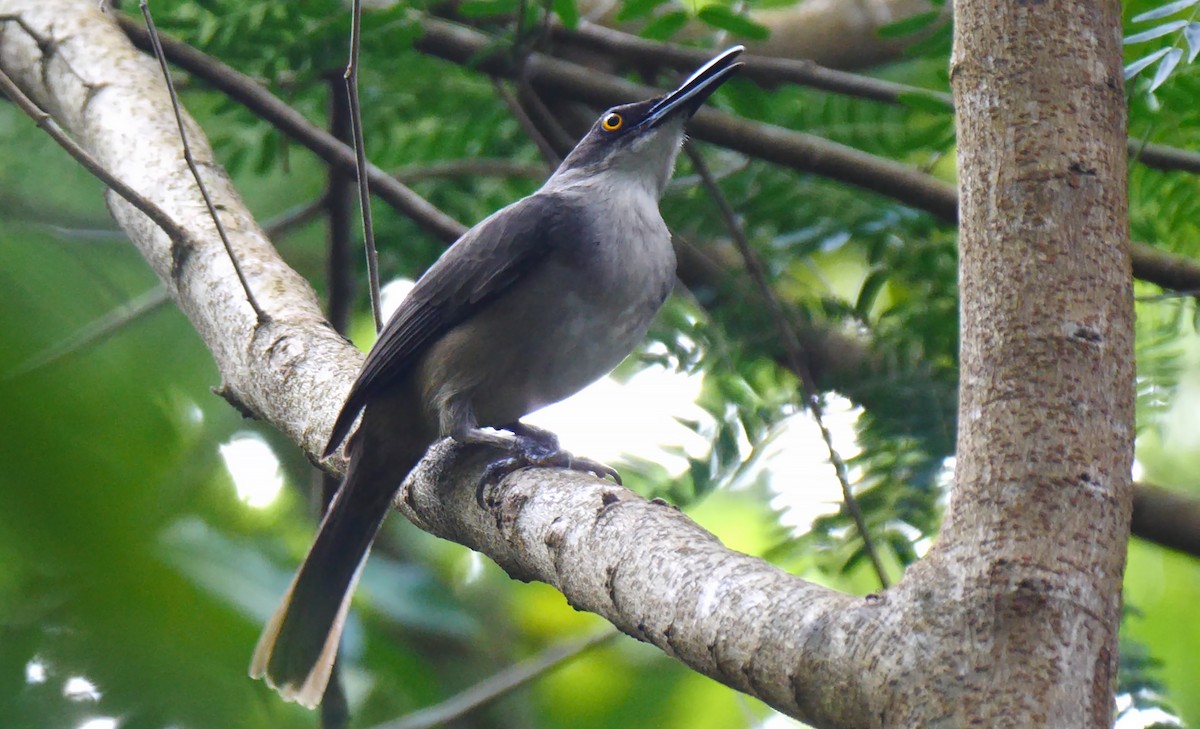 Gray Trembler - Josep del Hoyo