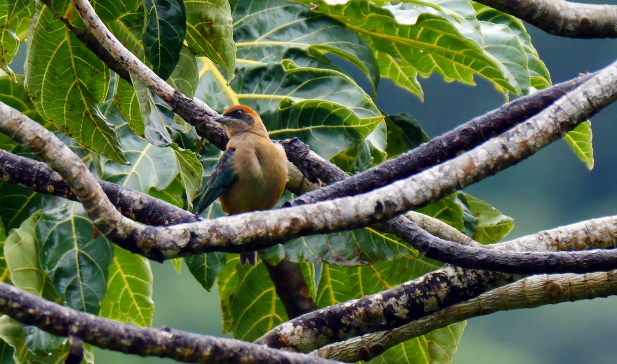 Lesser Antillean Tanager (St. Vincent) - ML205159571