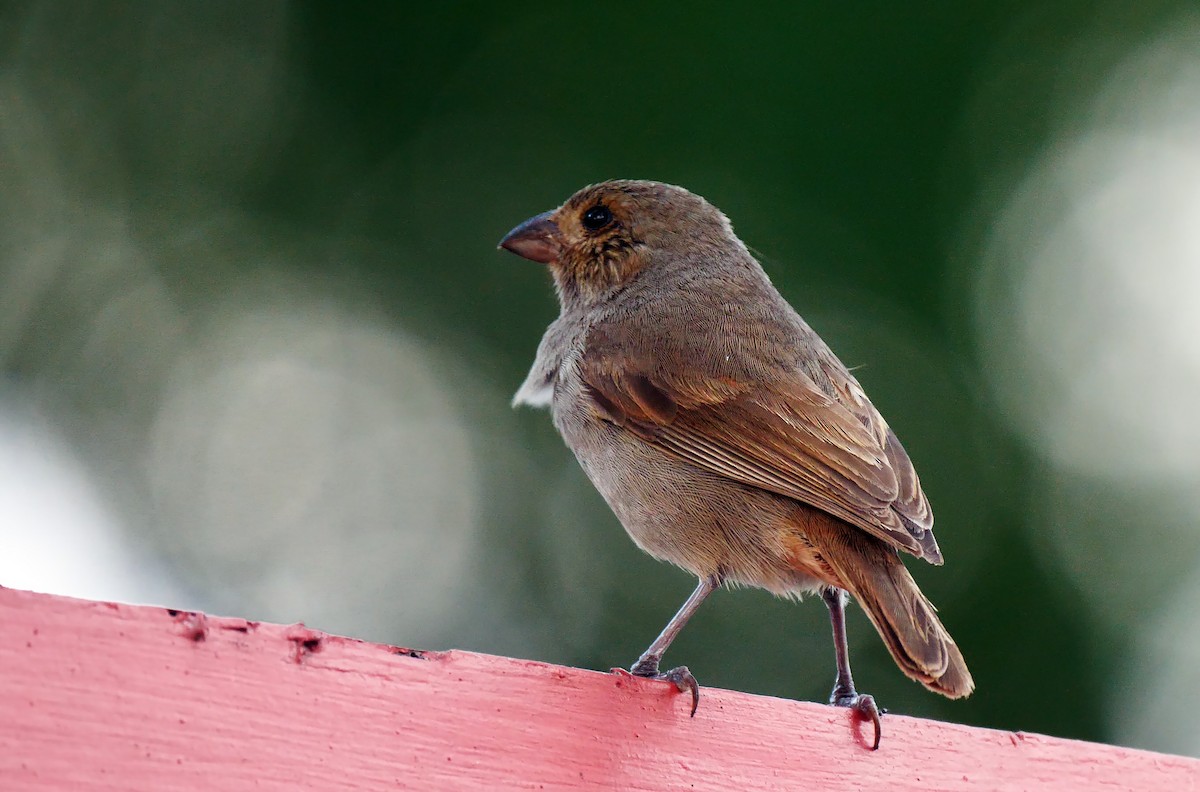 Barbados Bullfinch - ML205159581