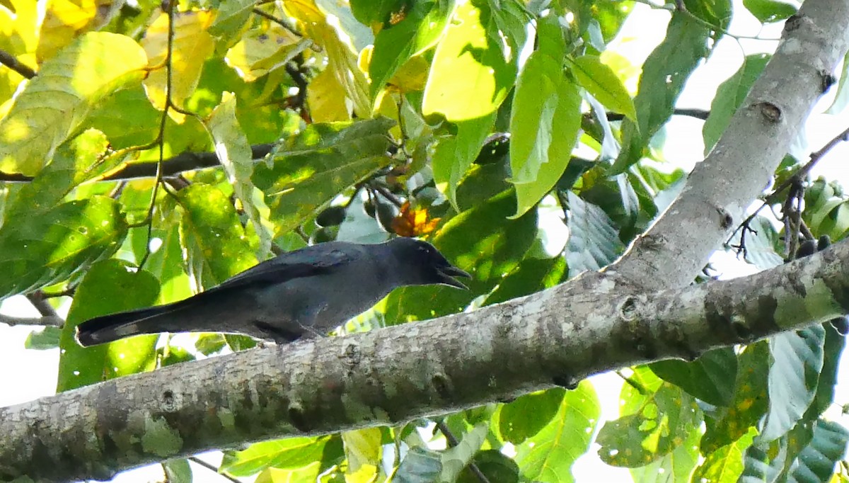Sula Cicadabird - Josep del Hoyo