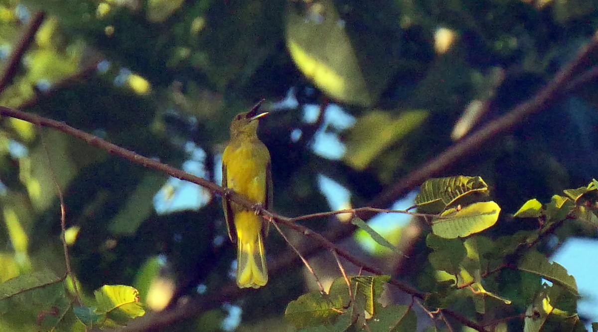 Sula Golden-Bulbul - ML205159611