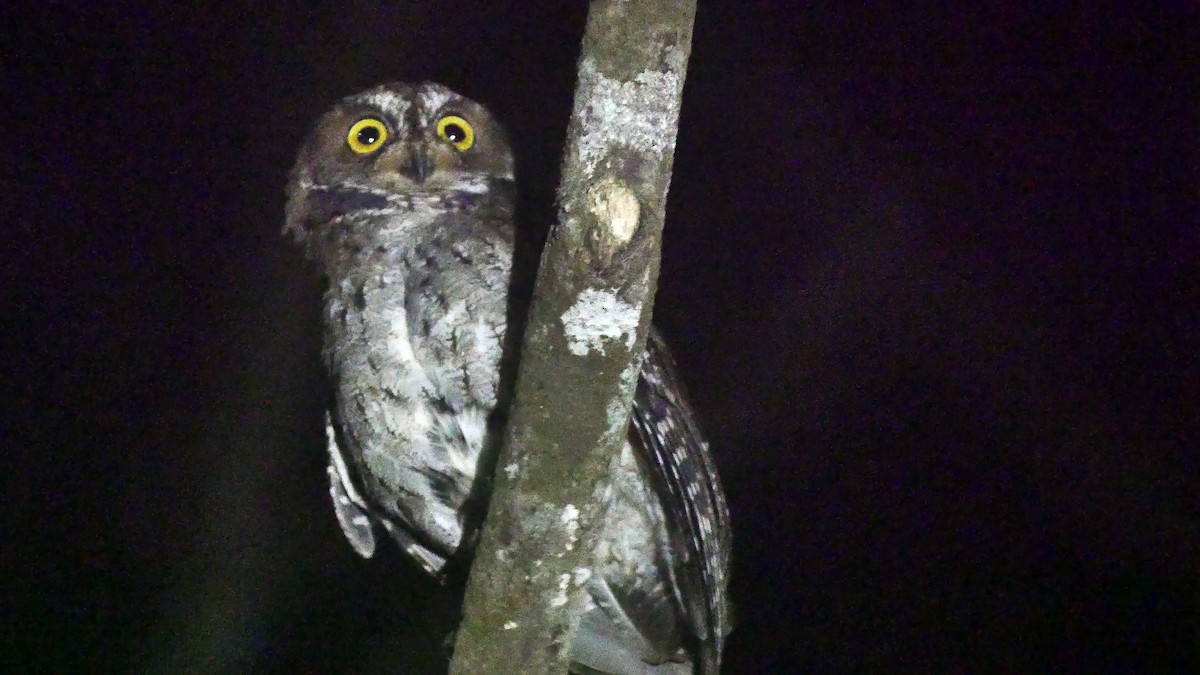 Banggai Scops-Owl - ML205159661