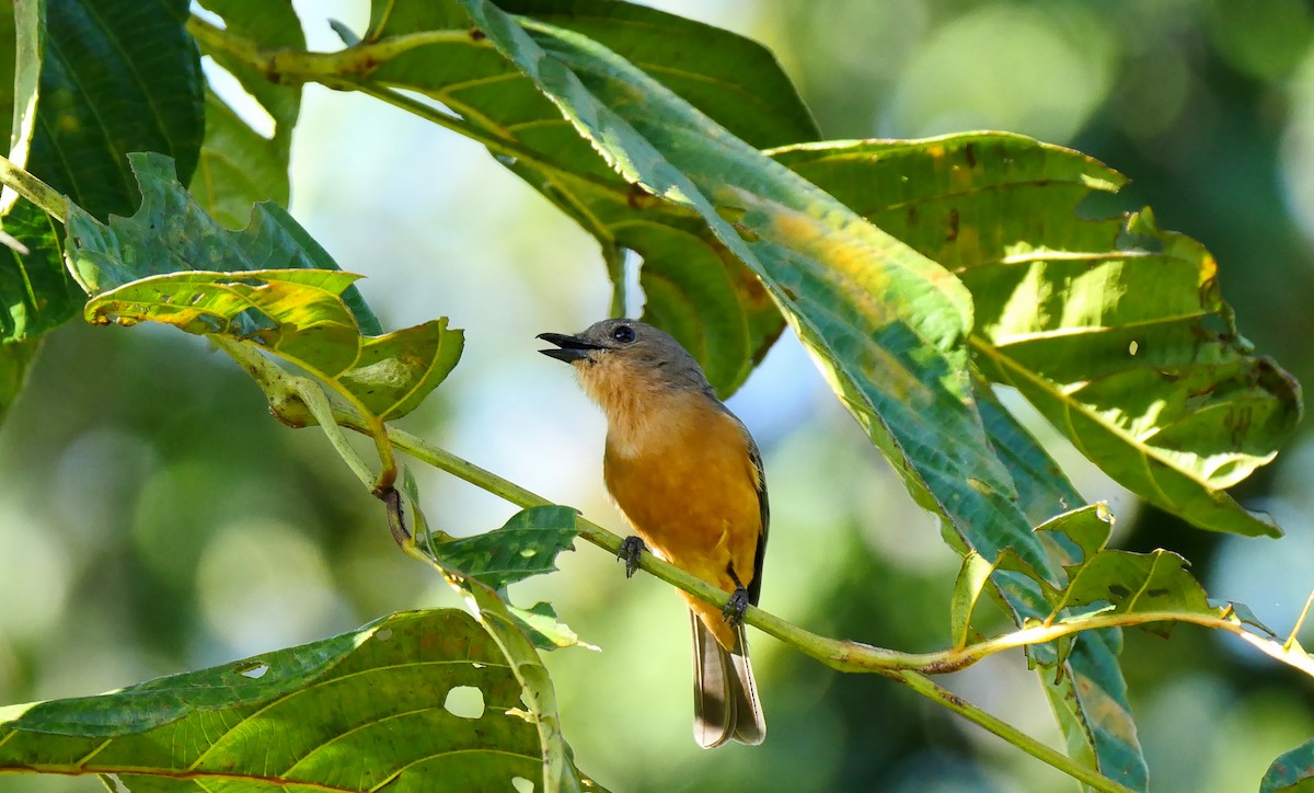 Drab Whistler (Cinnamon-breasted) - Josep del Hoyo